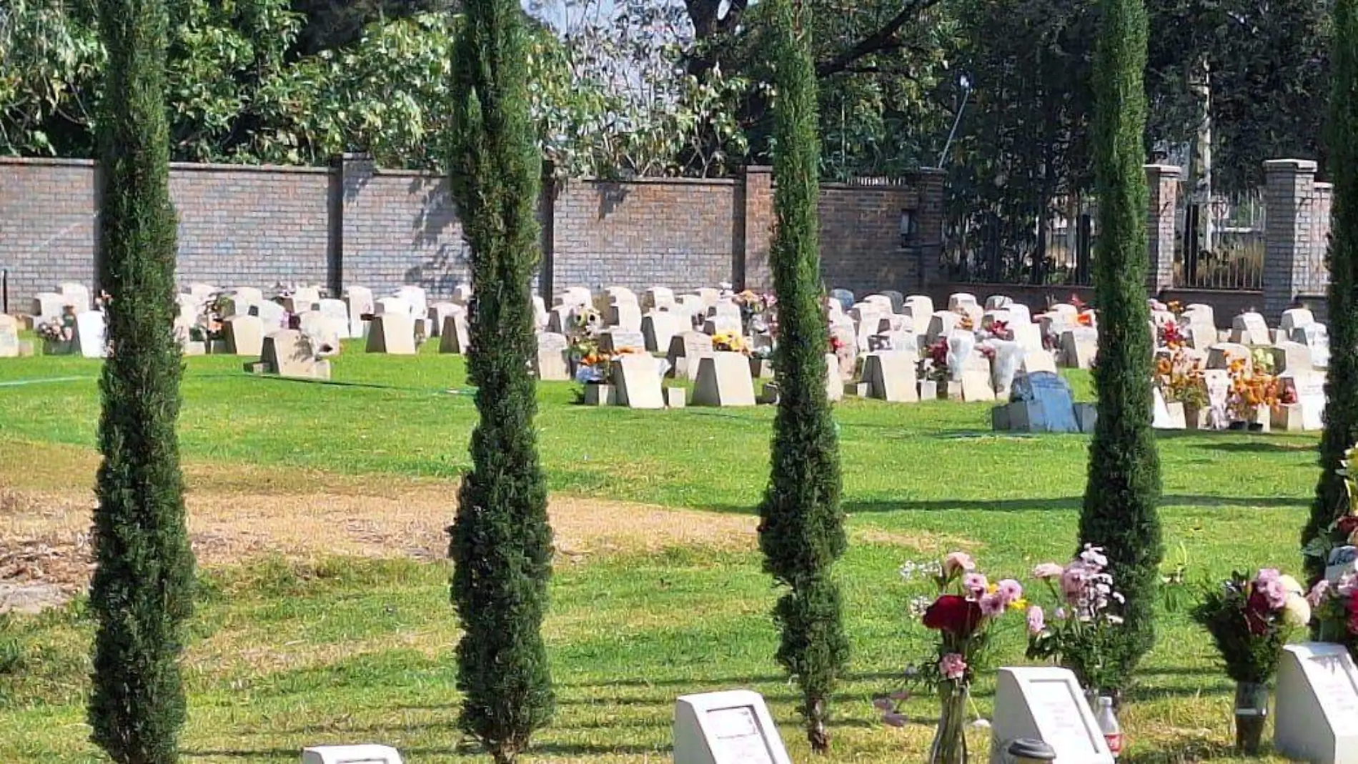 Entierros ecológicos guarda la memoria de tú ser querido en un árbol  (3)